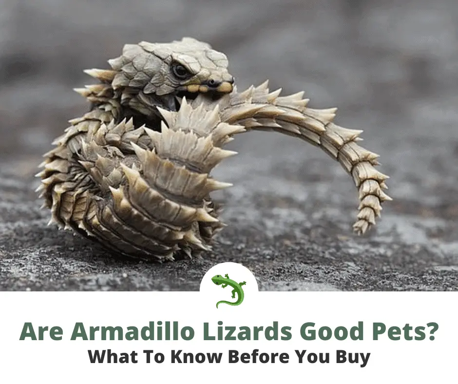 armadillo lizard pet