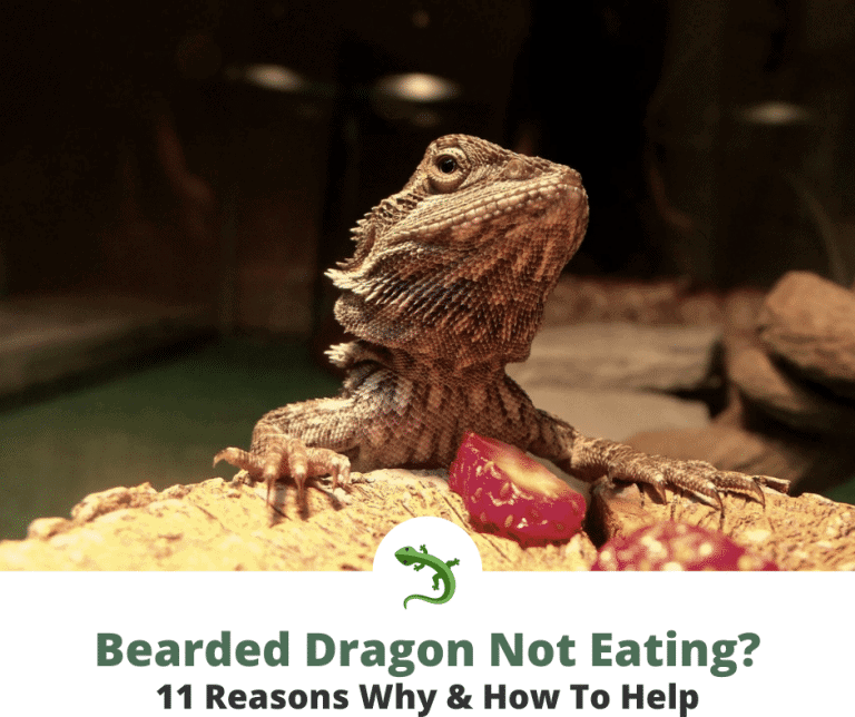 Why Is My Bearded Dragon Not Eating? | ReptileKnowHow