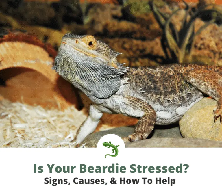 bearded-dragon-stress-marks-signs-causes-how-to-fix-reptileknowhow