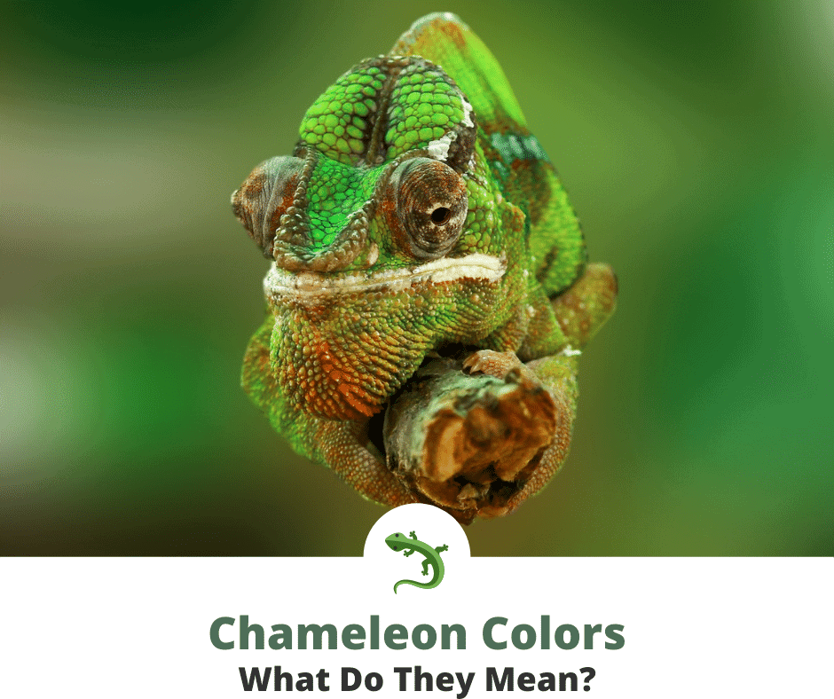 Chameleon sitting on a tree branch
