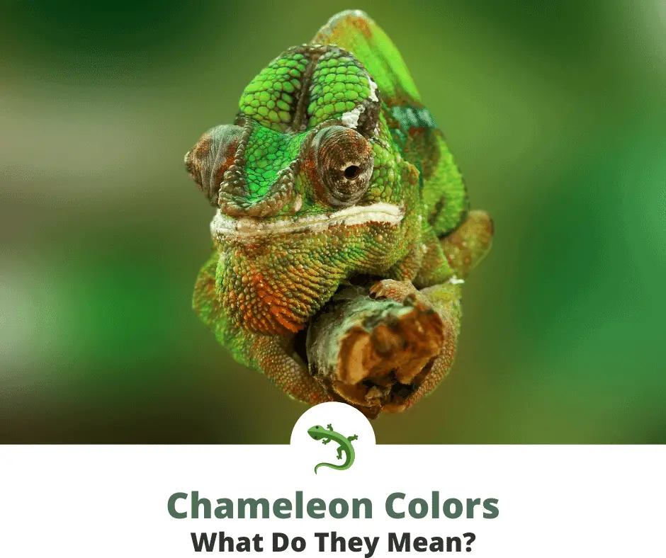 What Do A Chameleon's Colors Mean? ReptileKnowHow