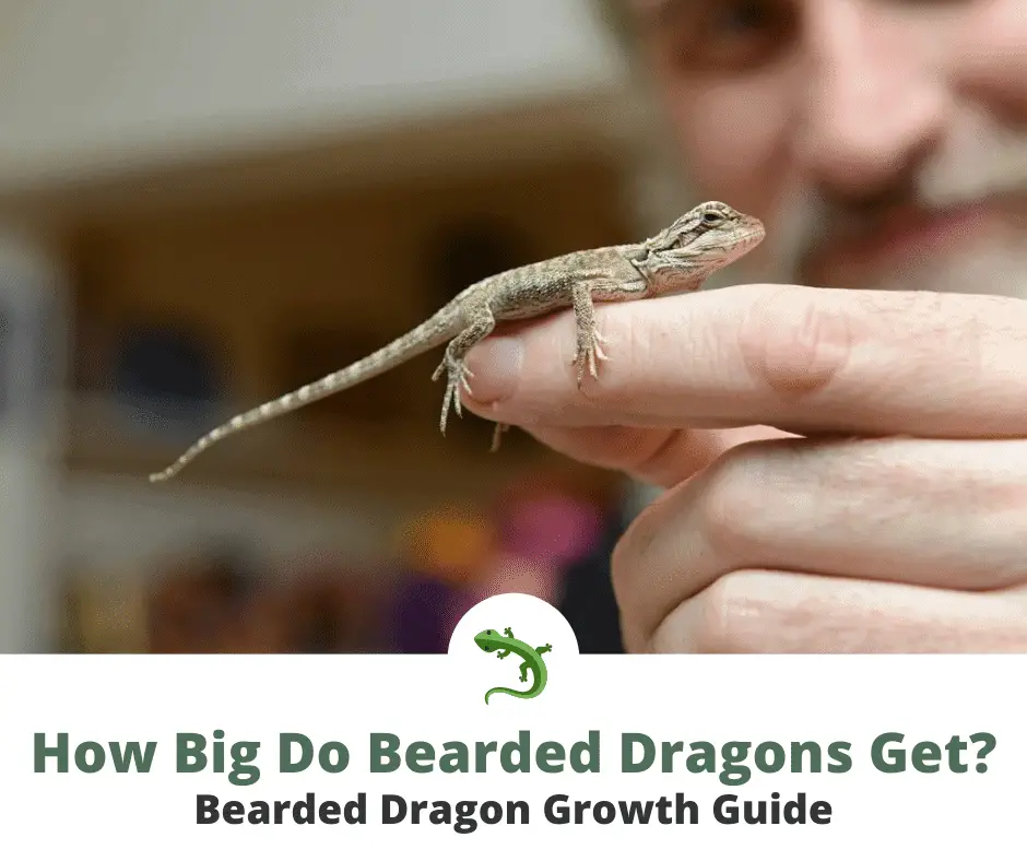 How Big Do Bearded Dragons Get? Photos + Size Chart ReptileKnowHow