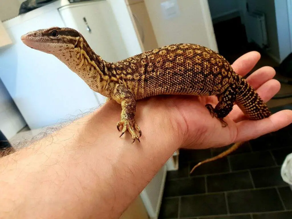 Ackie monitor being held by its owner