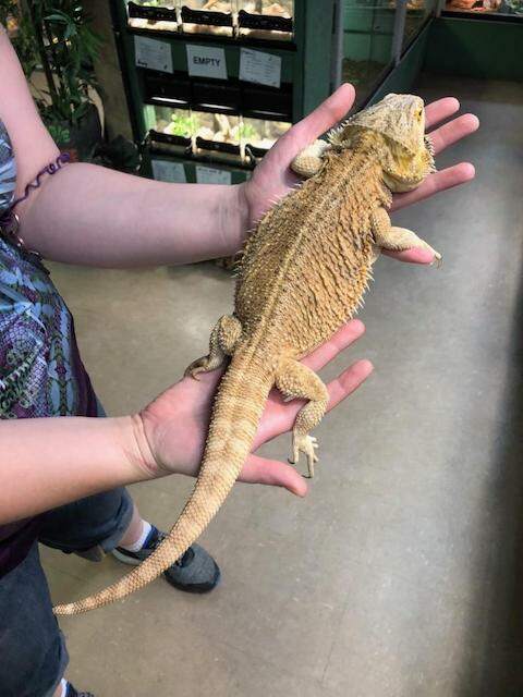 fully grown bearded dragon being held