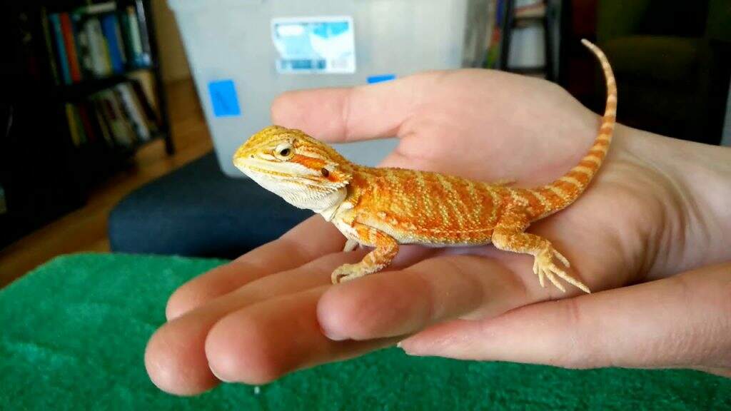 baby bearded dragon in hand