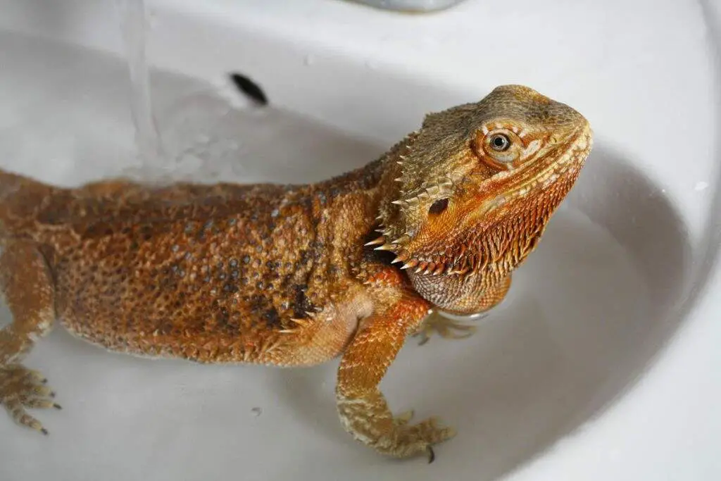 How To Properly Bathe A Bearded Dragon ReptileKnowHow