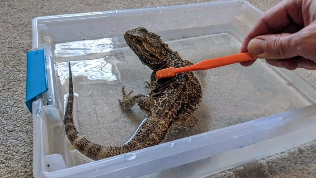 How To Properly Bathe A Bearded Dragon ReptileKnowHow