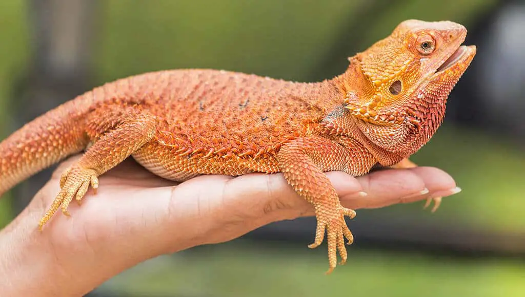 hand holding bearded dragon