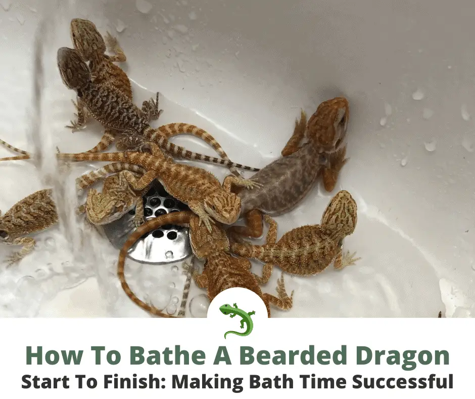 Bearded dragons taking a bath