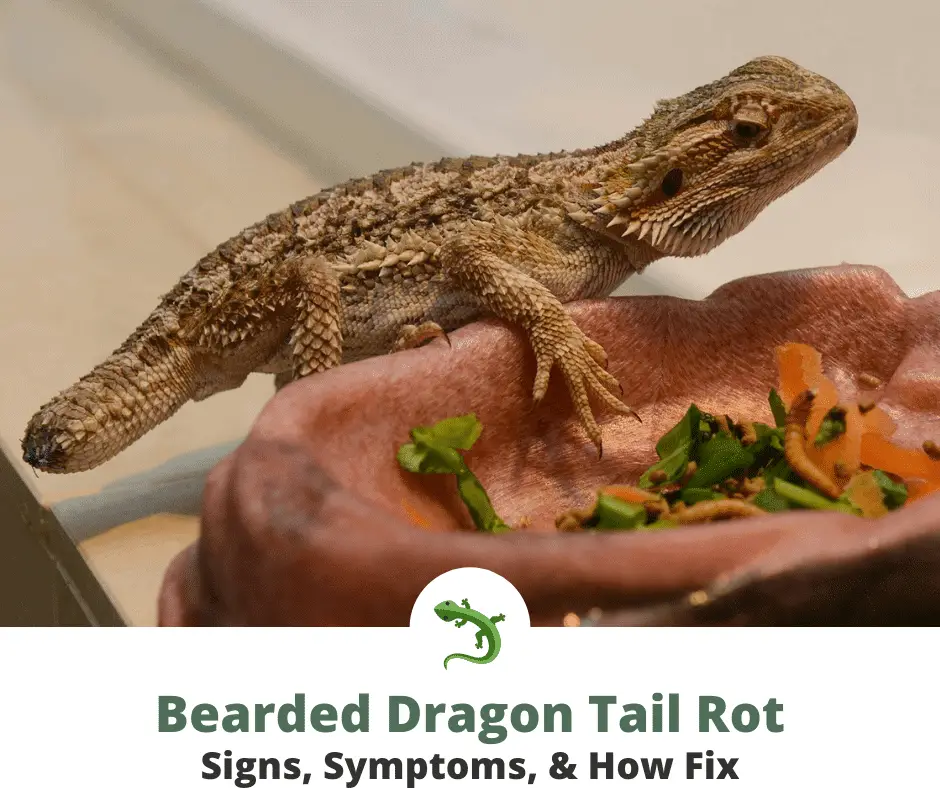 Bearded dragon with tail rot