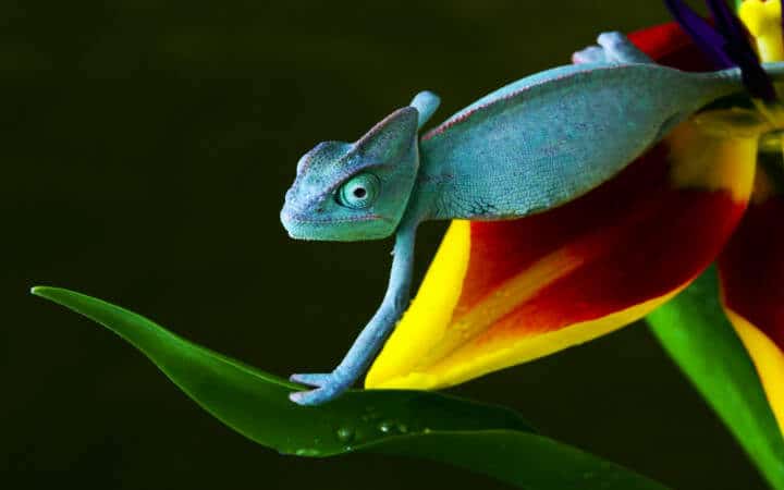 Blue chameleon on flower