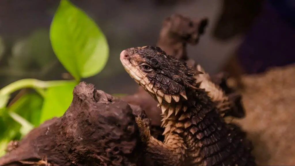 armadillo lizard colors