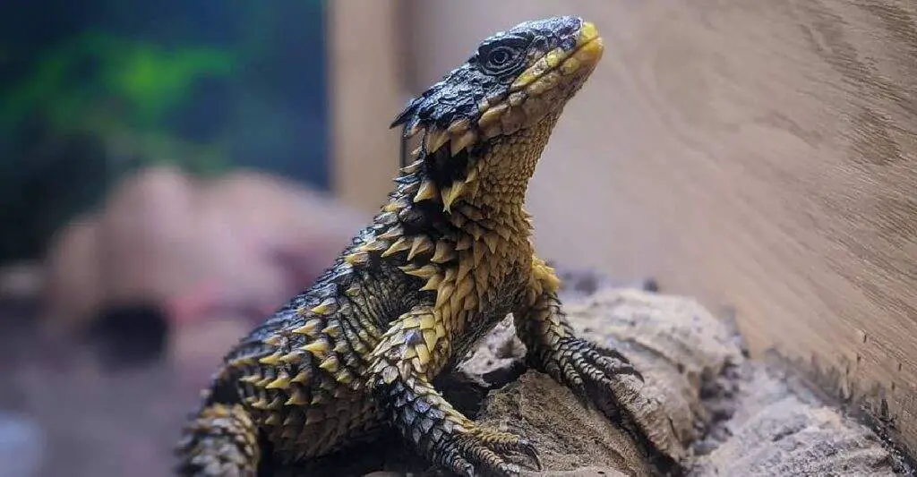 Armadillo Lizard in terrarium