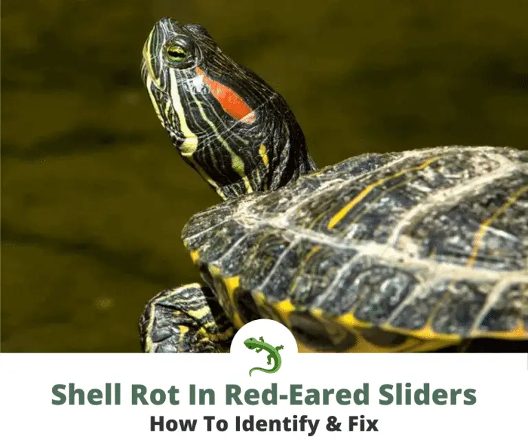 How To Fix & Prevent Shell Rot | ReptileKnowHow