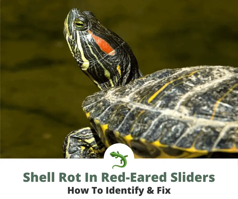 red eared slider in the wild