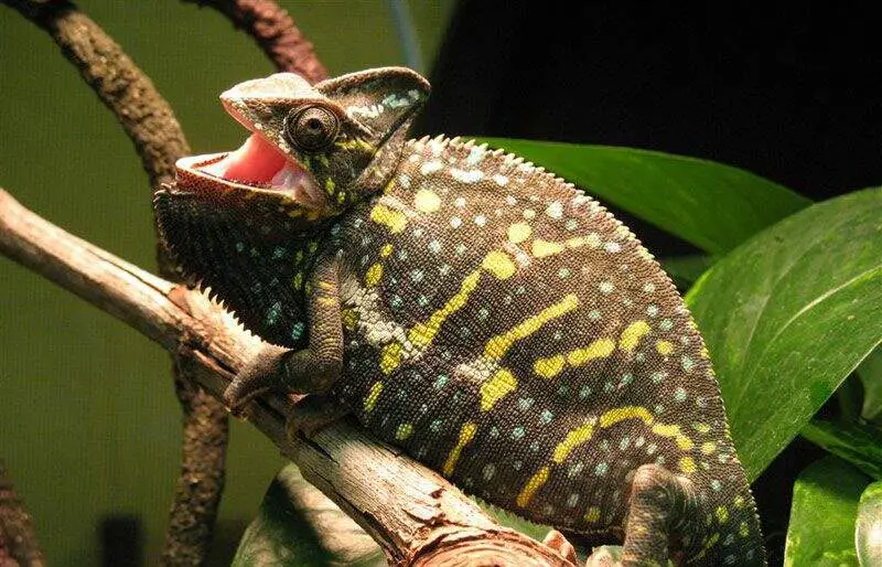 Stressed or scared chameleon showing darker coloration