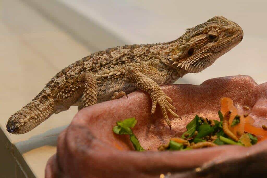 Bearded dragon with amputated tail due to tail rot