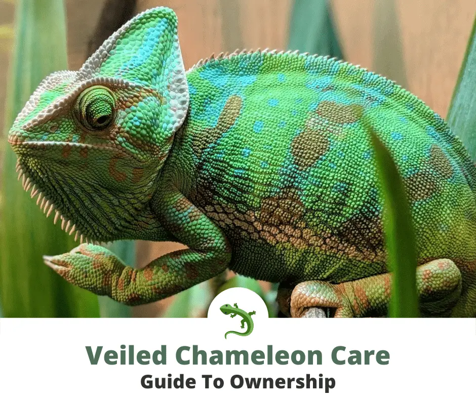 Veiled chameleon in terrarium