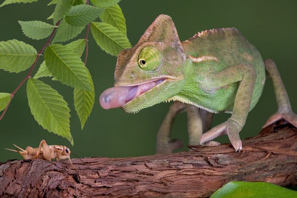 Veiled chameleon about to eat a cricket