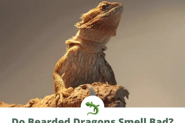 bearded dragon on rock