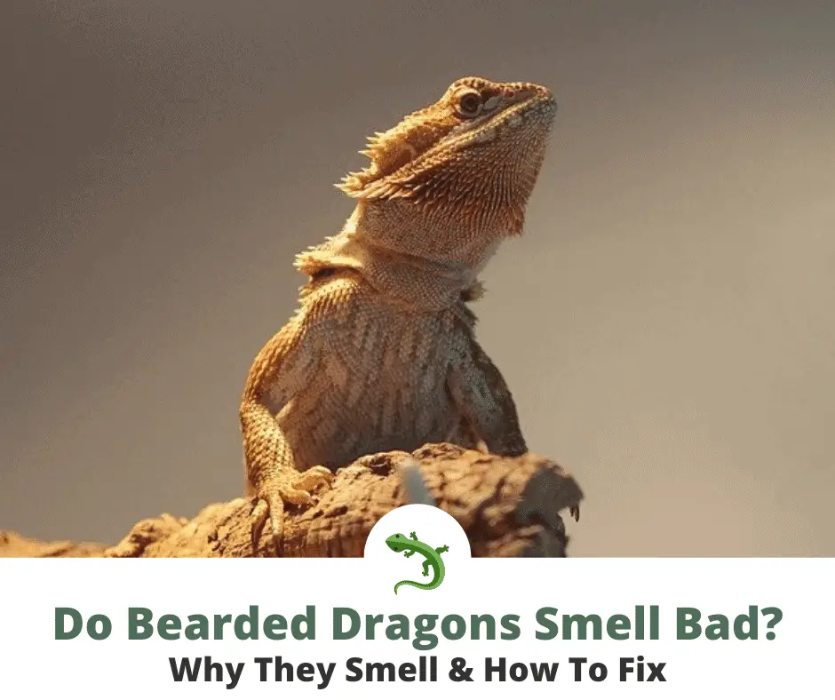 bearded dragon on rock