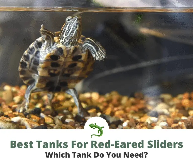 Best Tanks For Red-Eared Sliders | ReptileKnowHow