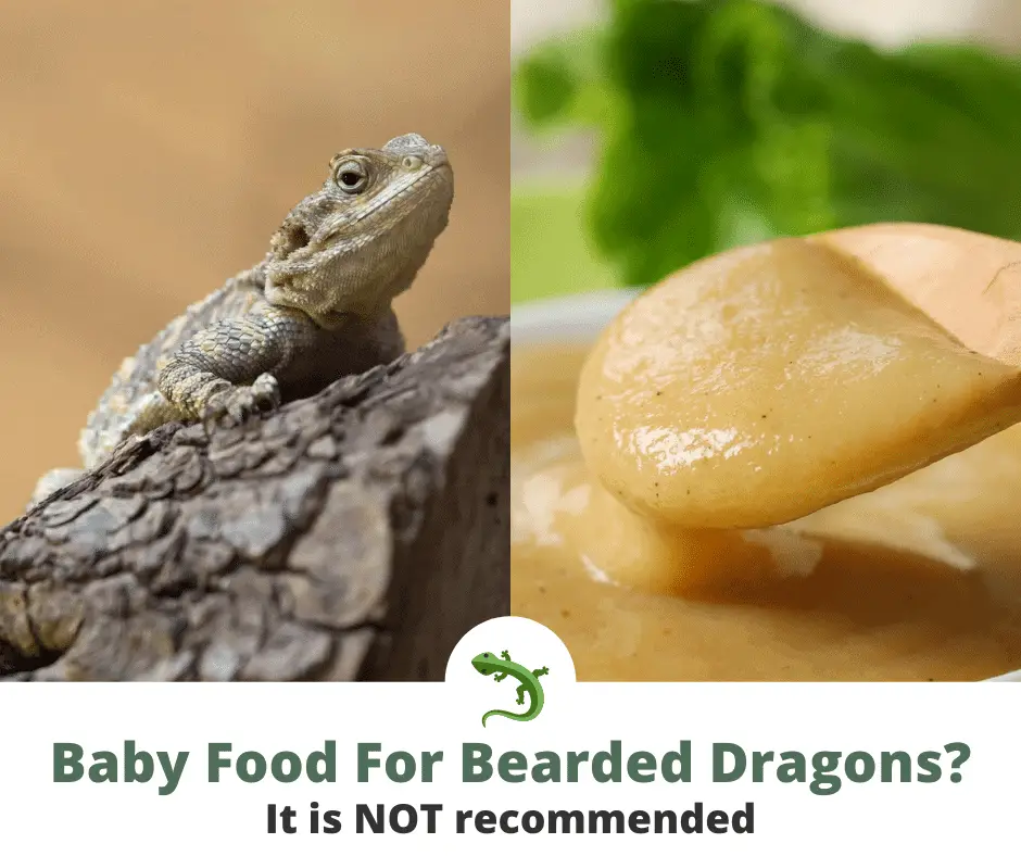 Bearded dragon with baby food