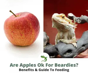 Bearded dragon with apple
