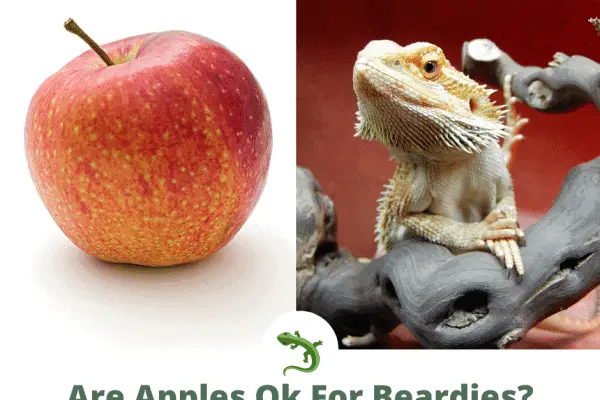Bearded dragon with apple