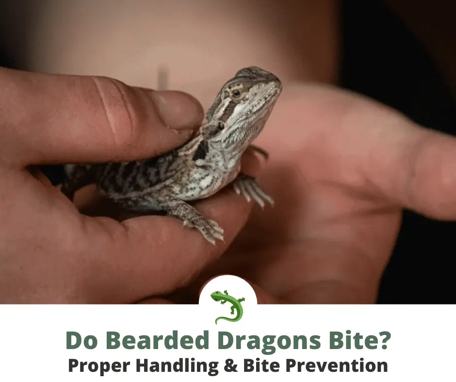 Juvenile bearded dragon being held