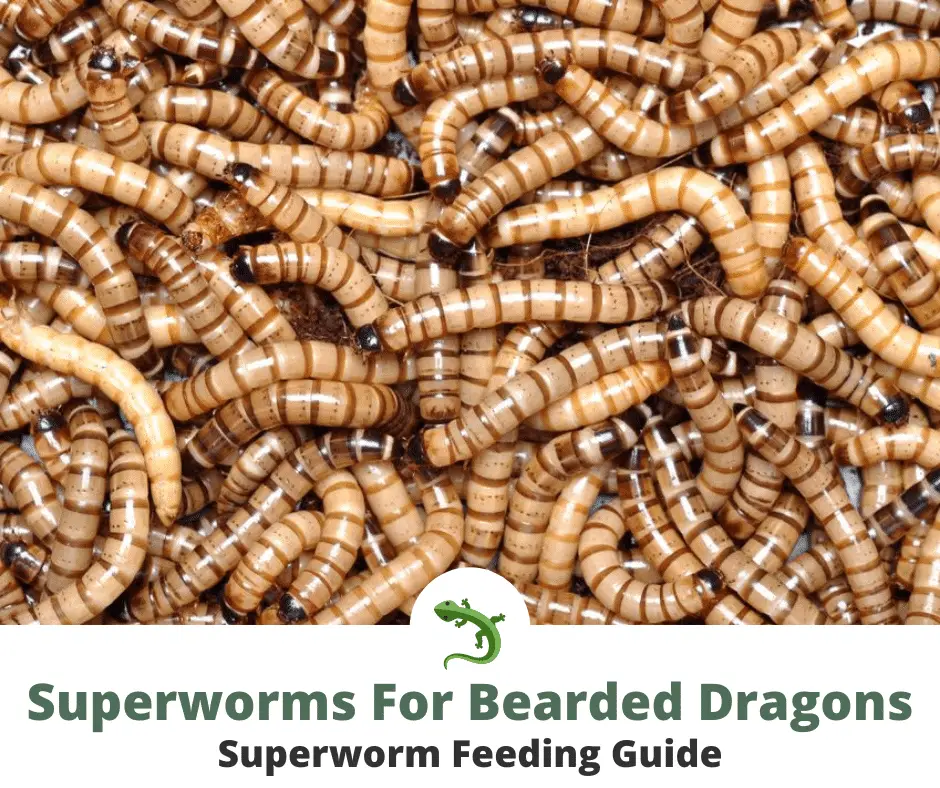 Superworms clustered together