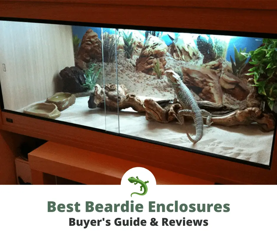 Best Bearded Dragon Enclosures ReptileKnowHow