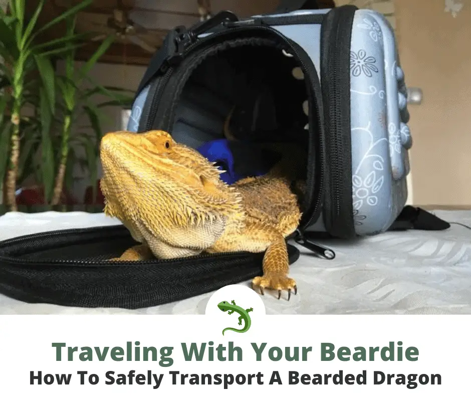 Transporting a bearded dragon featured image