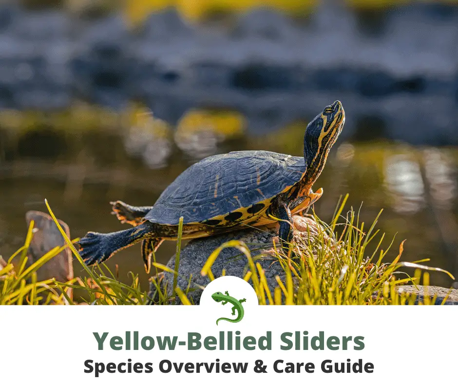 yellow-bellied slider in the wild thumbnail photo