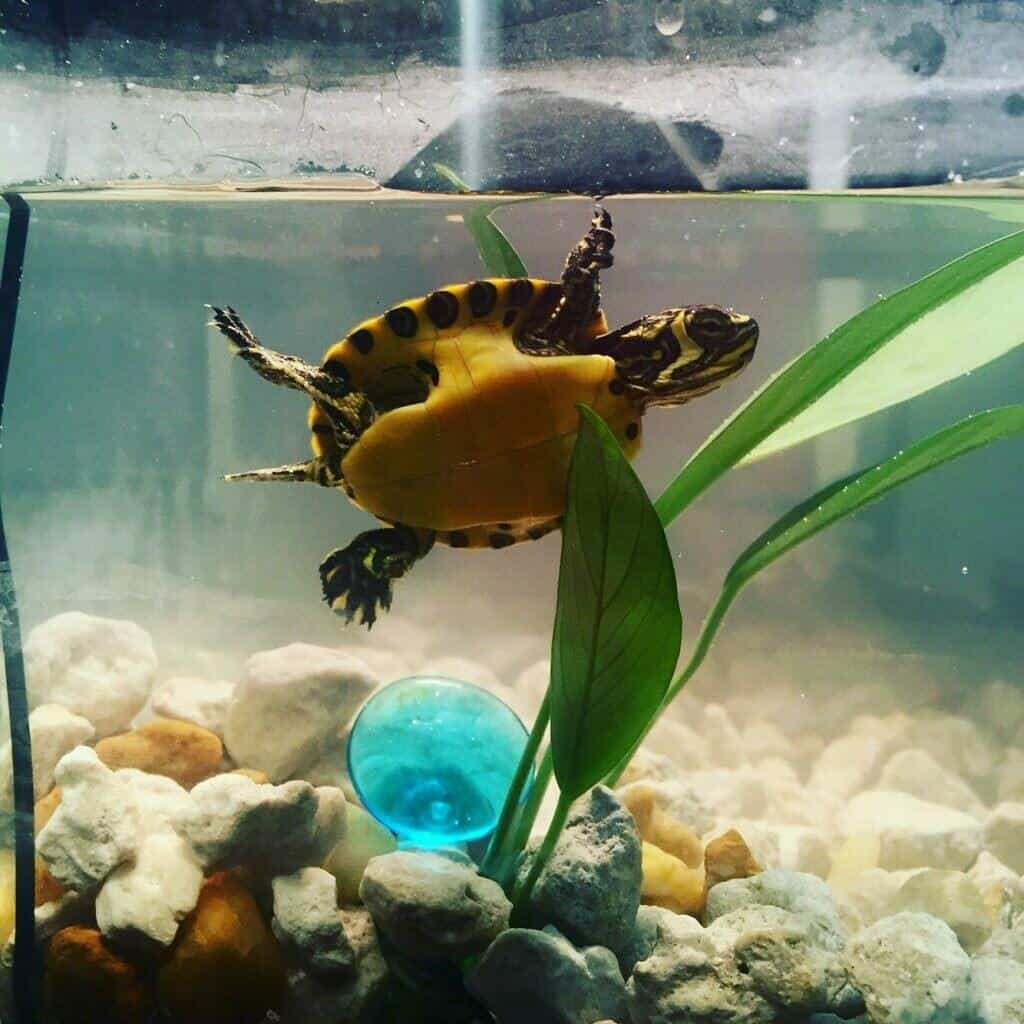 baby yellow-bellied slider swimming in aquarium