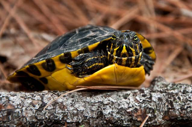 yellow-bellied slider peeking out of its shell
