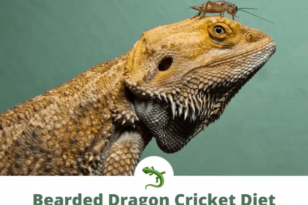Bearded dragon with cricket on its head