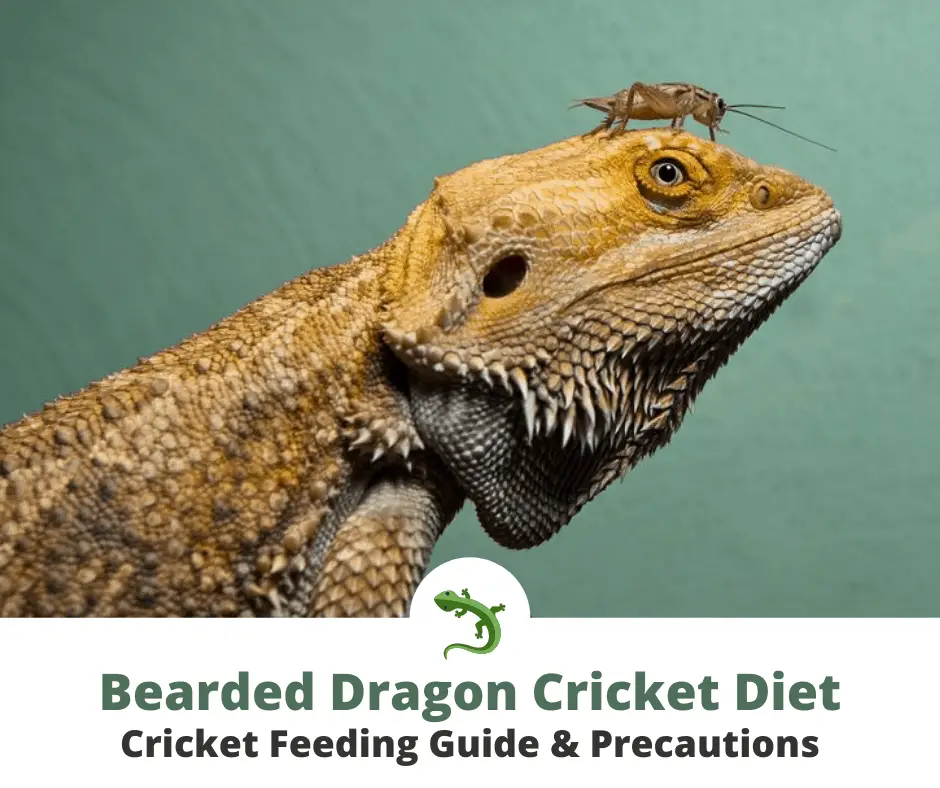 How Many Crickets Can A Bearded Dragon Have? | ReptileKnowHow