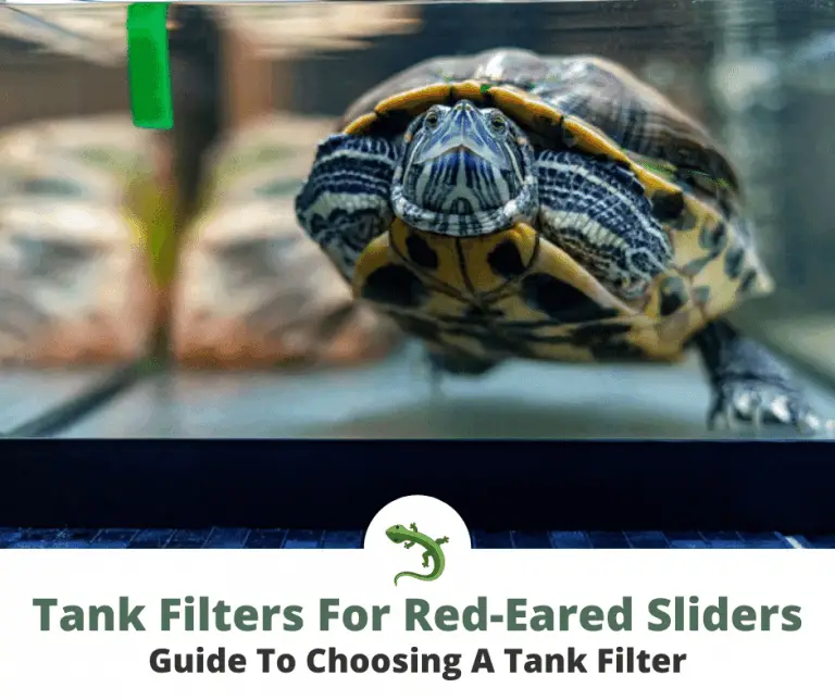 Best Tank Filters For Red-Eared Sliders | ReptileKnowHow