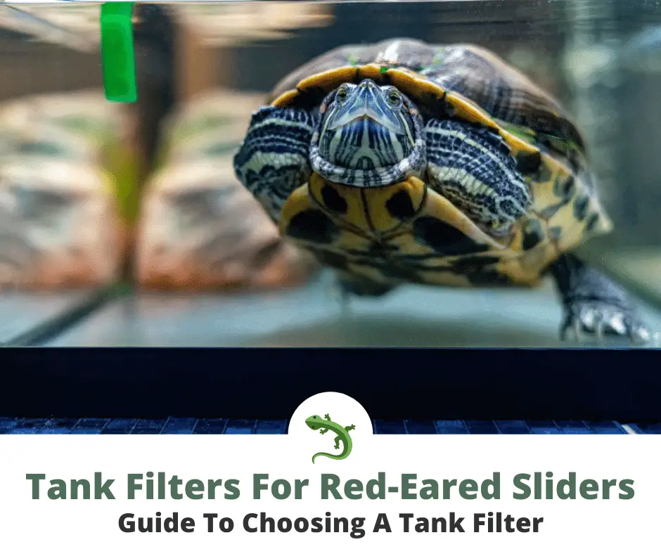 Red-eared slider in aquarium