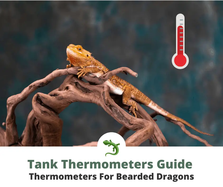 Wireless Reptile Thermometer Lizard Beared Dragon Temperature Meter Gauge 