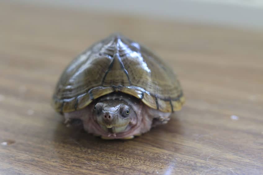 Razorback musk turtle on table