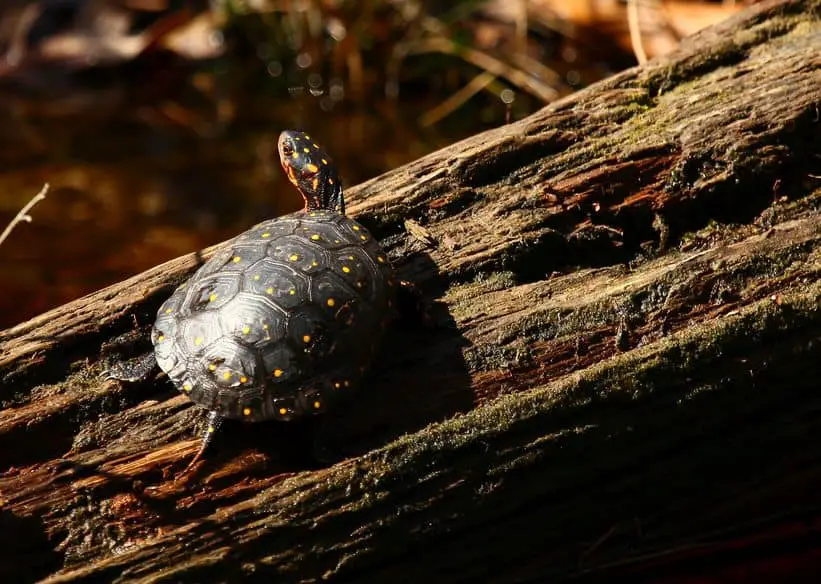 Spotted turtle sun bathing on a log
