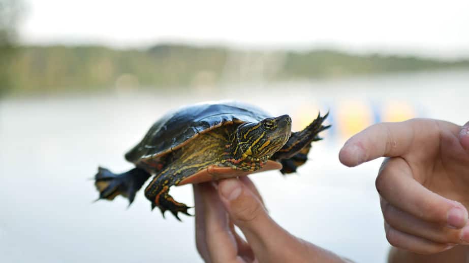 Painted turtle being held