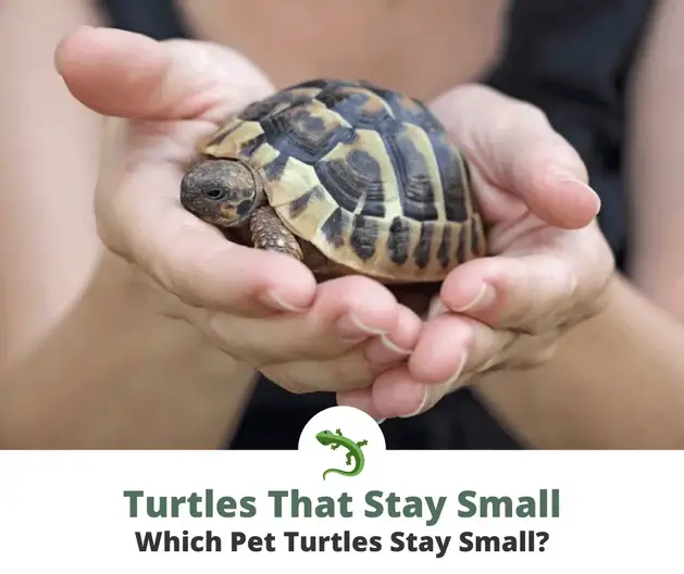 Pet Turtles That Stay SMALL! 