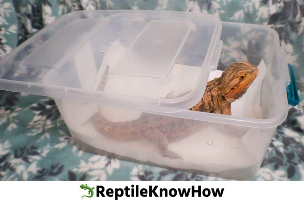 Plastic DIY carrier for bearded dragon with lid removed