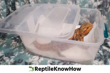 How to Transport Bearded Dragon?