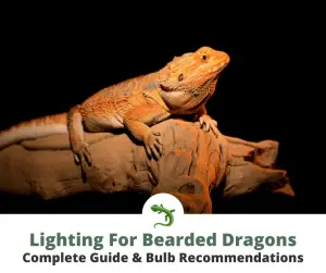 Best Lighting For Bearded Dragons 