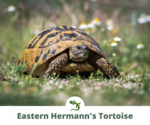 Hermann’s Tortoise Care Guide | ReptileKnowHow