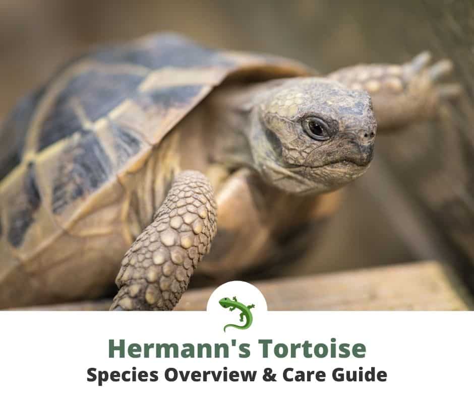 Hermann S Tortoise Care Guide Reptileknowhow